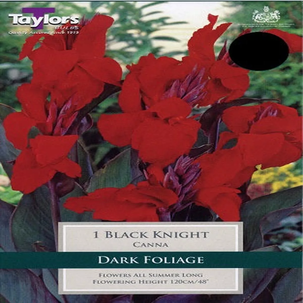 1 CANNA BLACK KNIGHT I