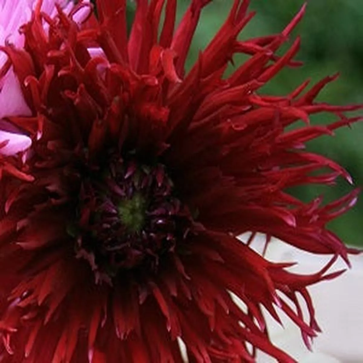 1 DAHLIA APAHE BLAUW I