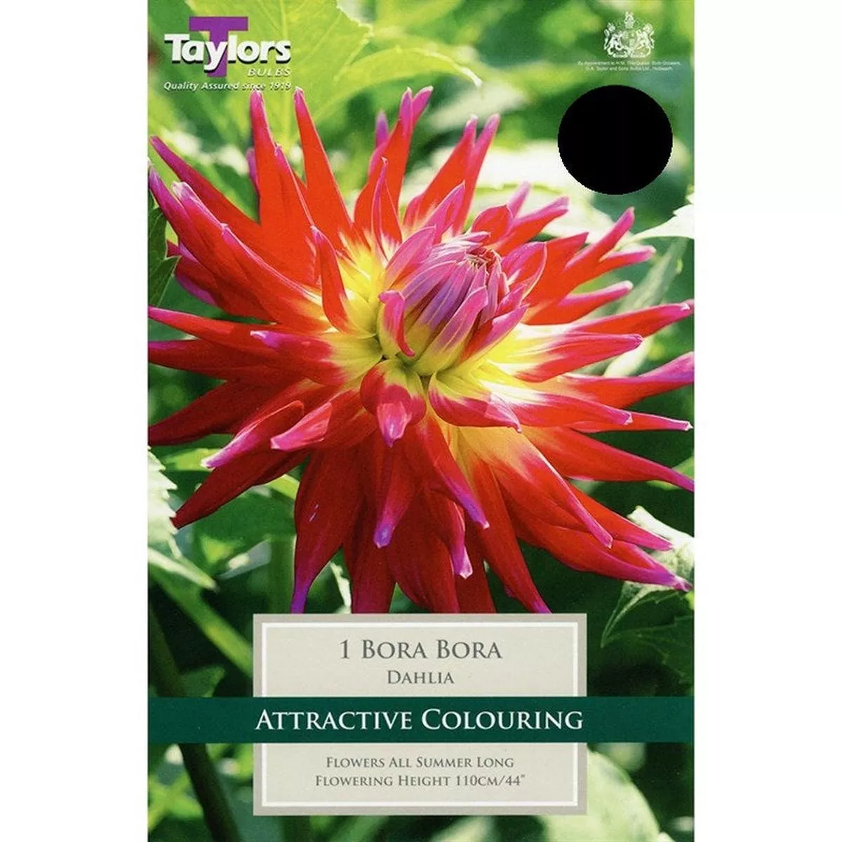 1 DAHLIA BORA BORA I