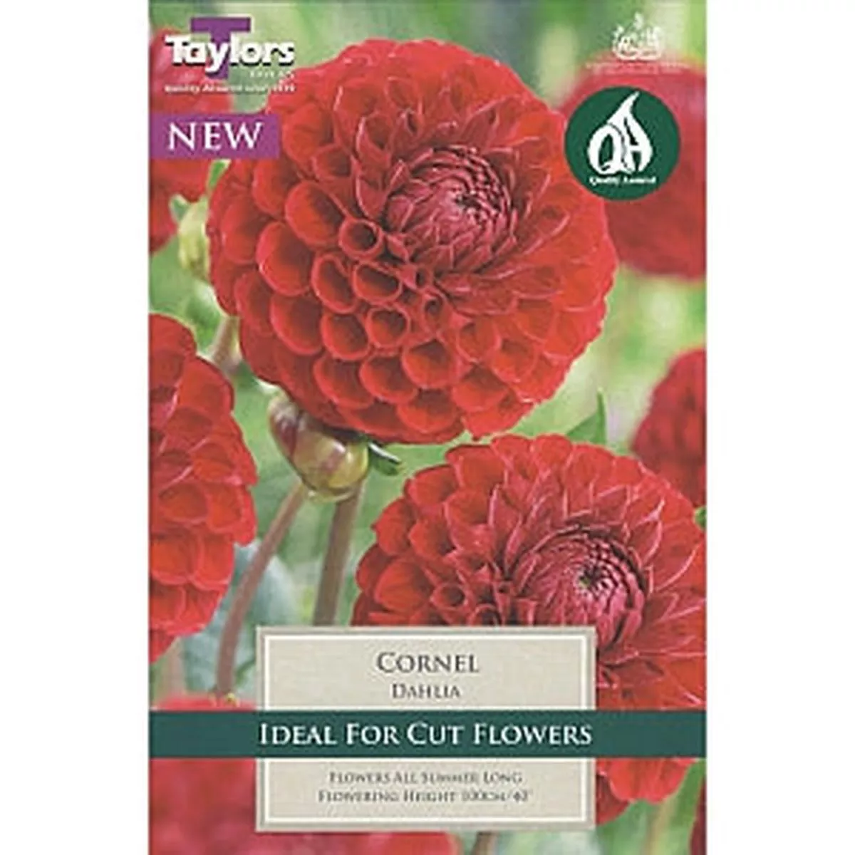1 DAHLIA CORNEL I