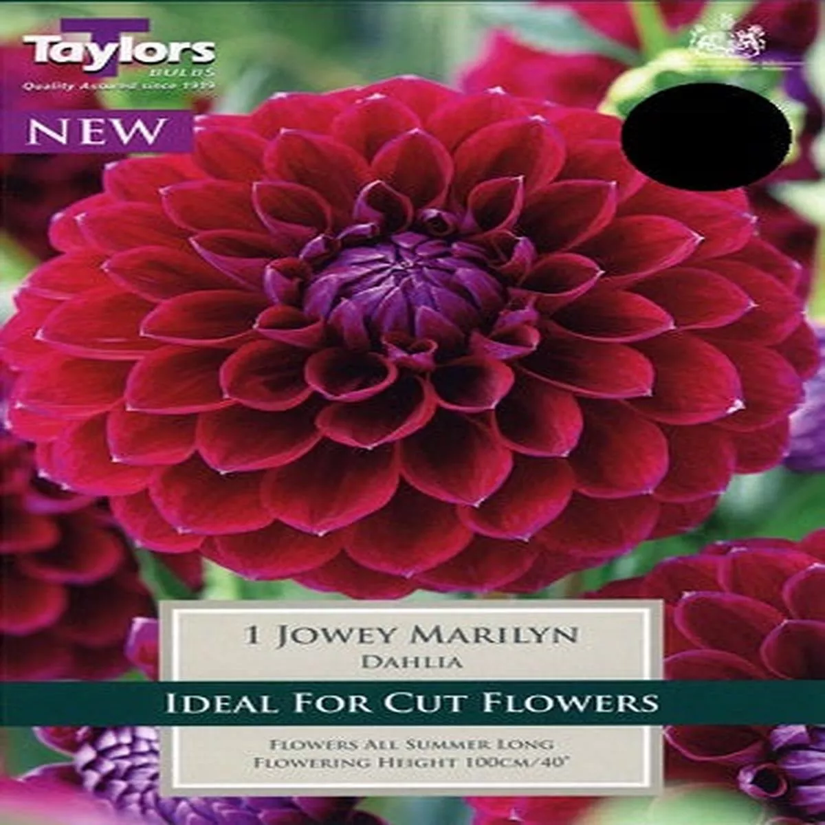 1 DAHLIA JOWEY MARILYN I