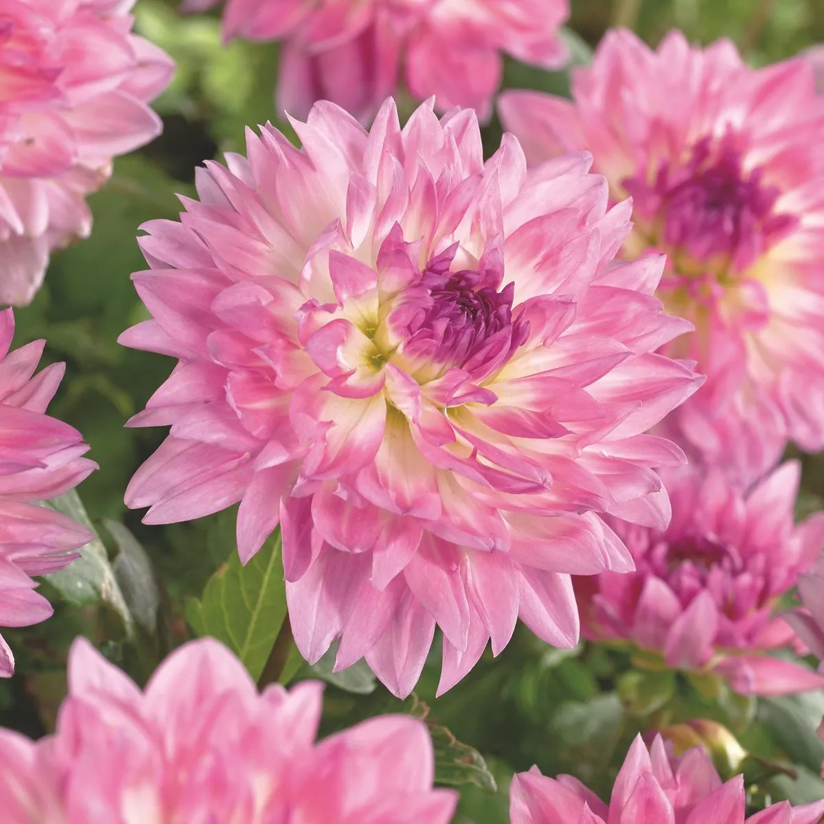 1 DAHLIA KORDESSA I