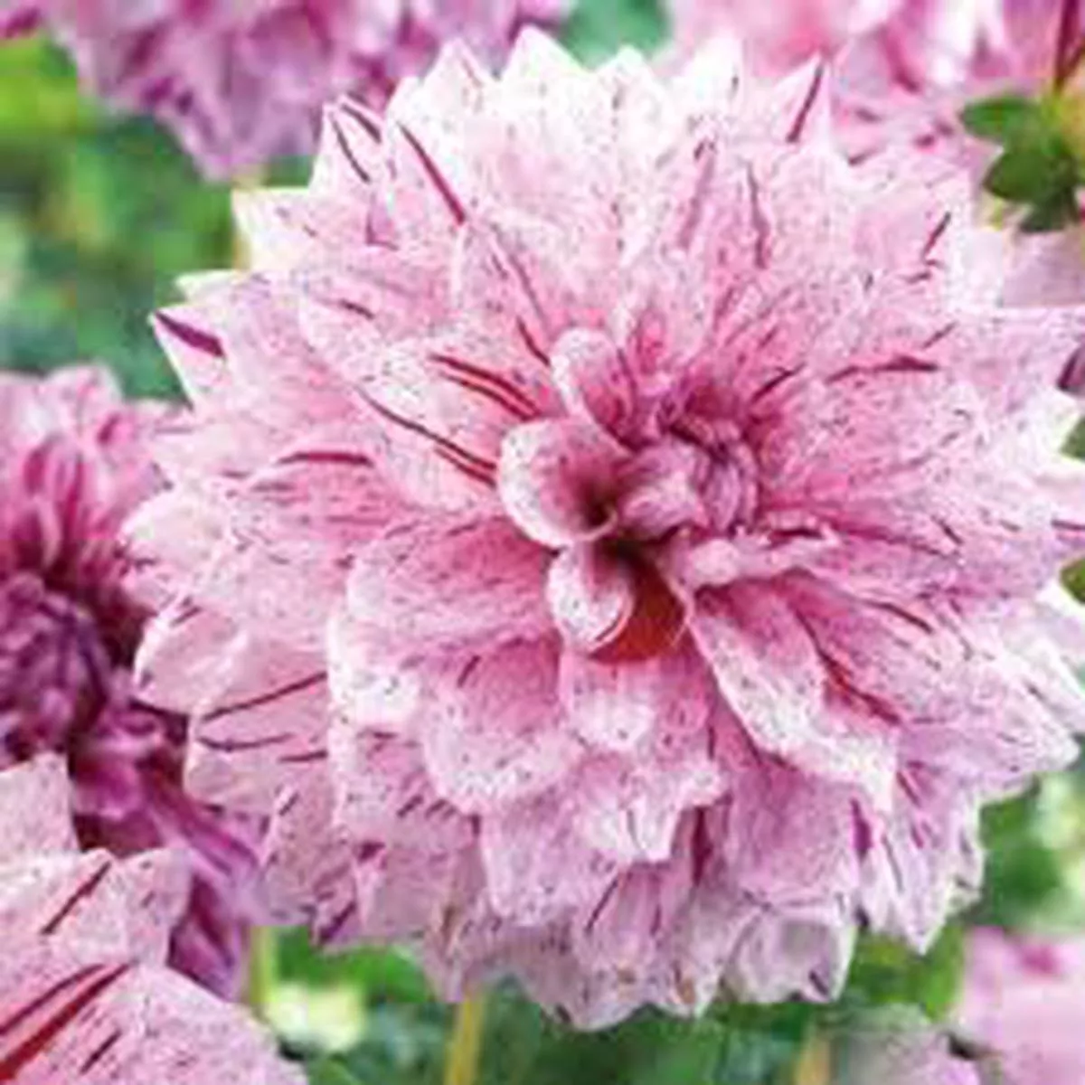 1 DAHLIA PAINTED LADY I