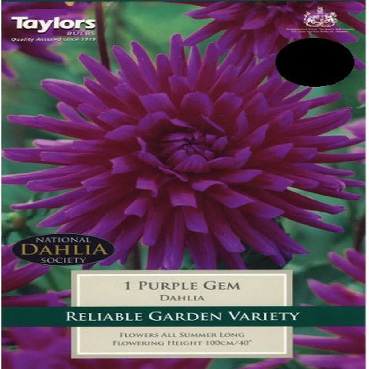 1 DAHLIA PURPLE GEM I