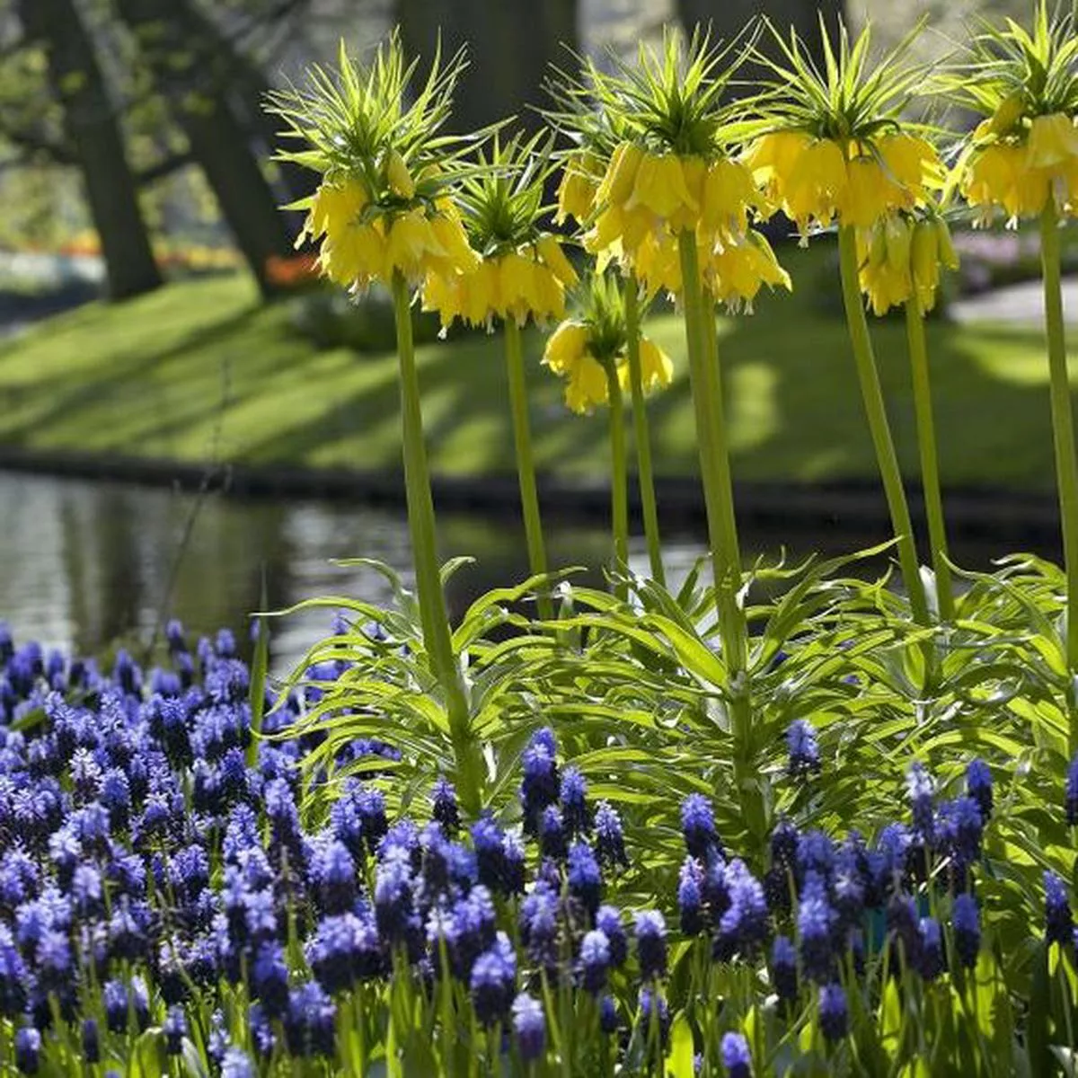 1 FRITILLARIA IMPERIALIS LUTEA MAX LOOSE