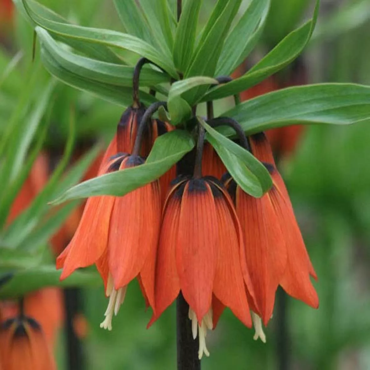 1 FRITILLARIA IMPERIALIS RUBRA LOOSE
