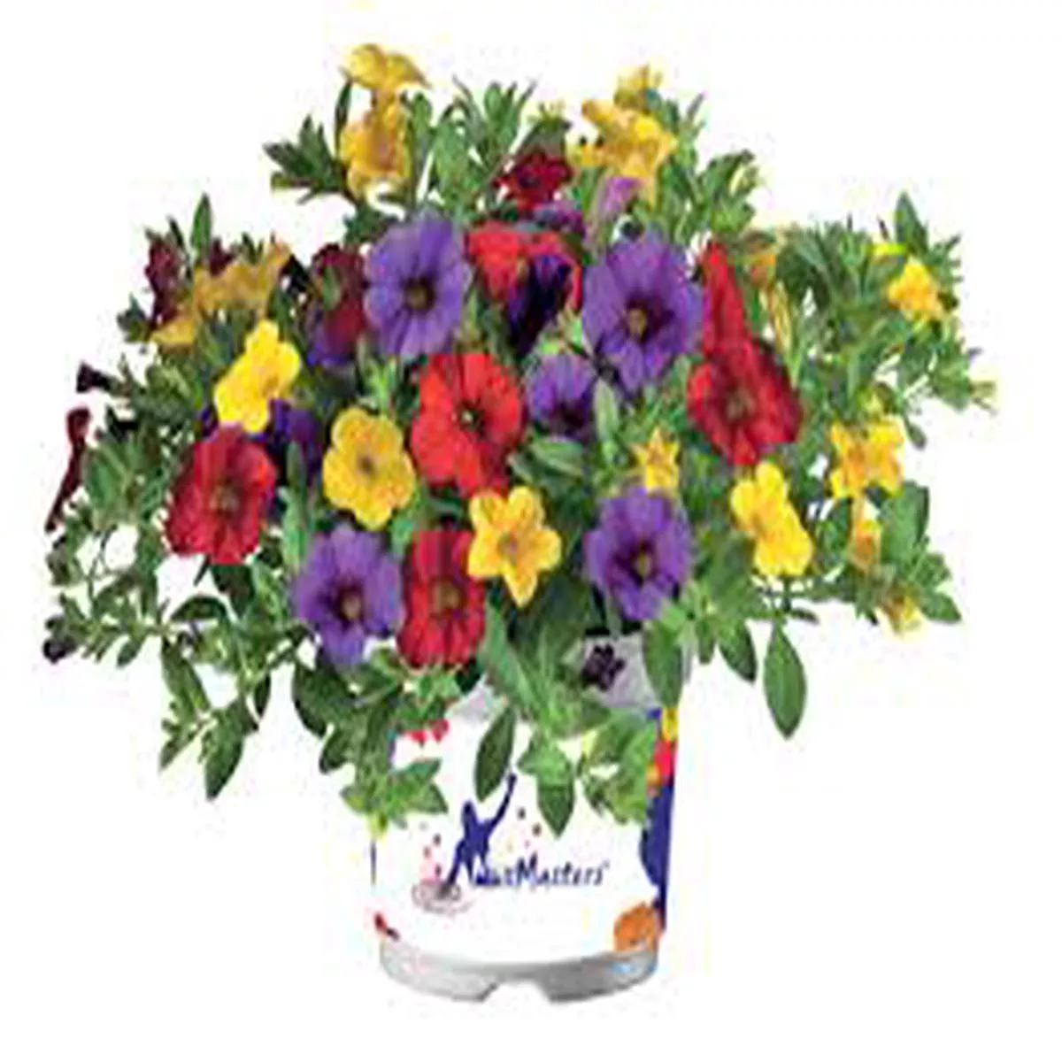 1 Ltr Calibrachoa Cabaret Mix Masters