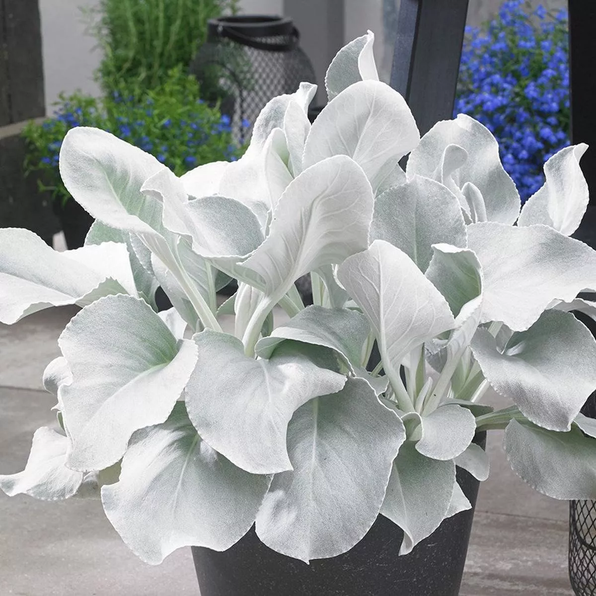1 Ltr Senecio