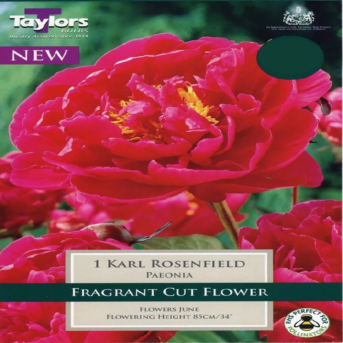 1 PAEONIA KARL ROSENFELD 2-3 EYES
