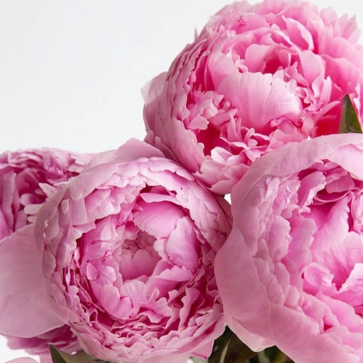 1 PAEONIA SARAH BERNHARDT 2-3 EYES