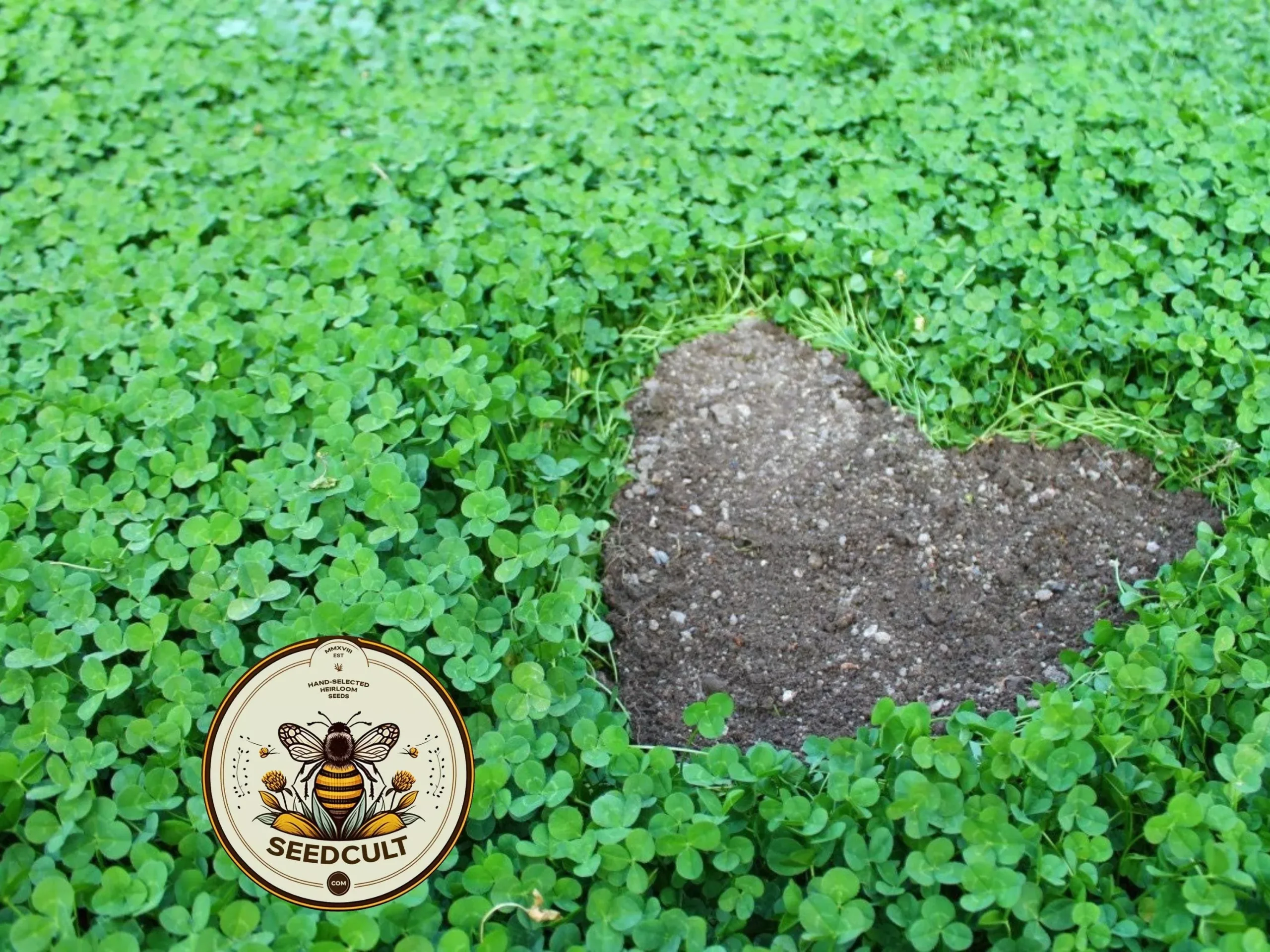 1 Pound True Micro Clover Eco Friendly Lawn Replacement Seeds, Trifolium Repens var. Pirouette, Ground Cover, Covers 1,000 square feet