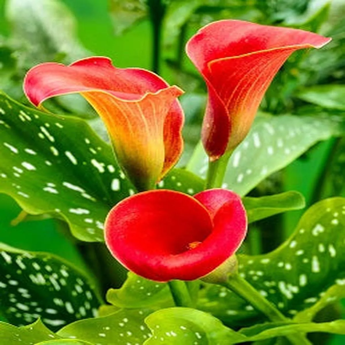 1 ZANTEDESCHIA RED ALERT 14-16