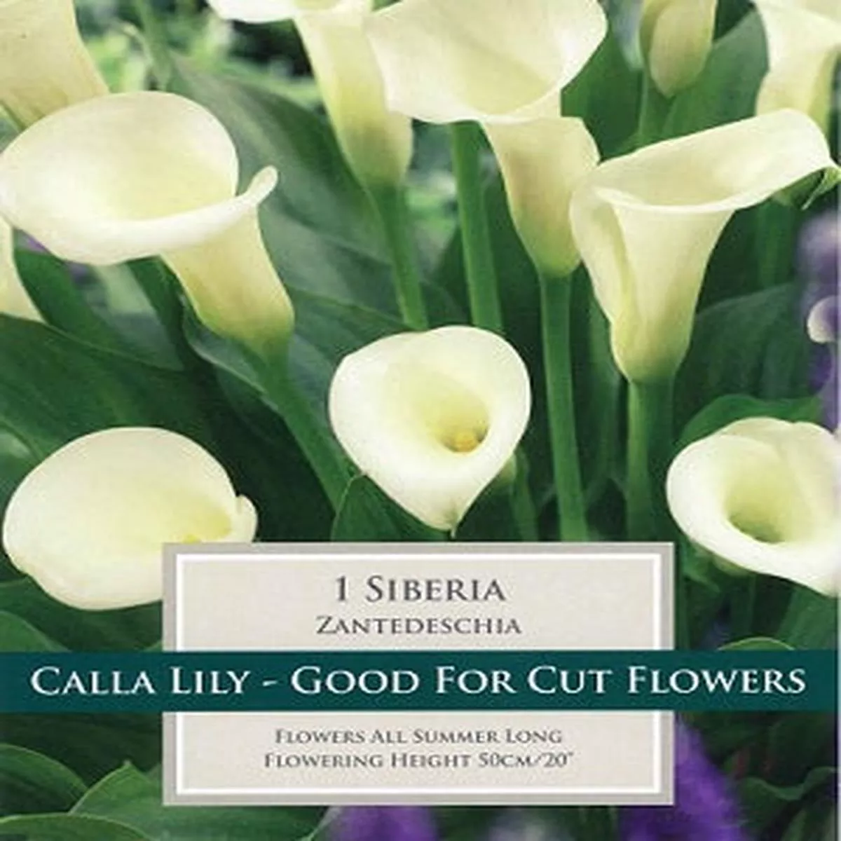 1 ZANTEDESCHIA SIBERIA 14-16