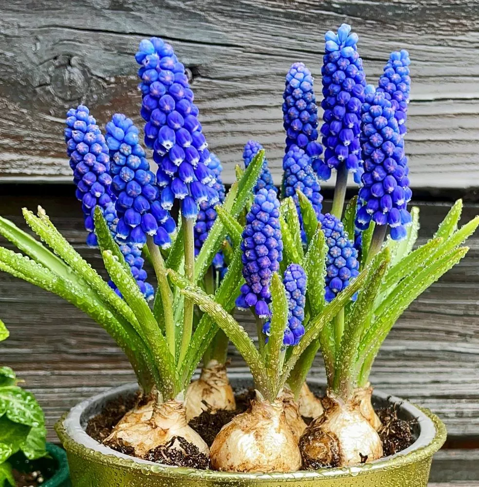 10" Bulb Pan Hyacinth - Blue