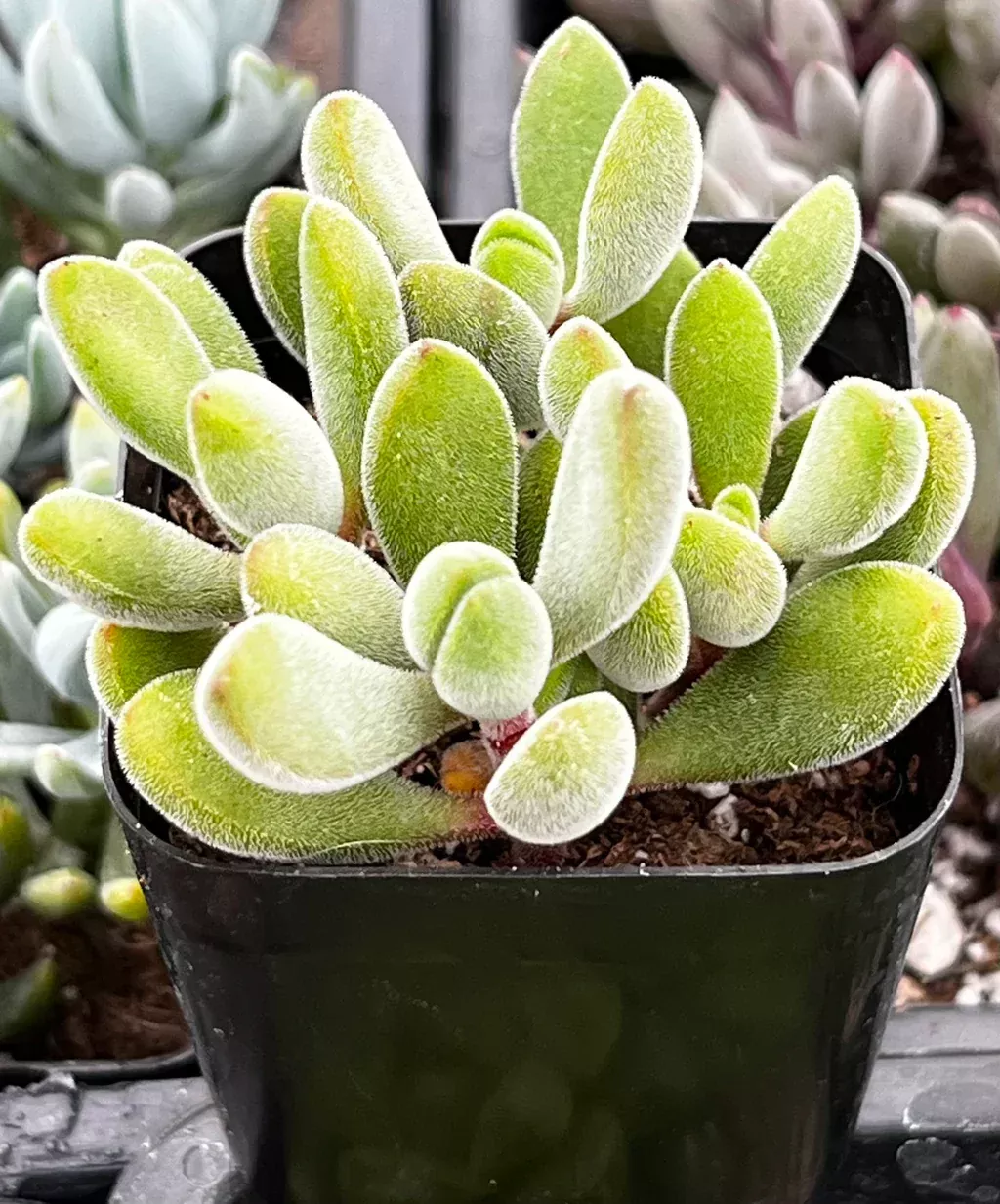 10" CRASSULA CONGESTA