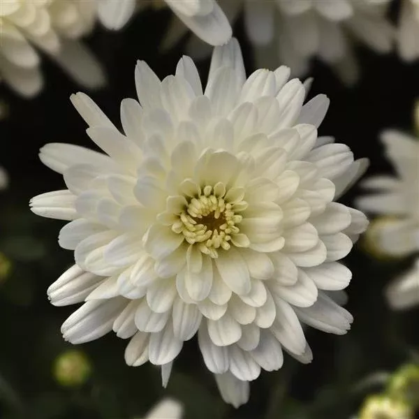 10" Garden Mum Hanging Baskets - Fall Annuals