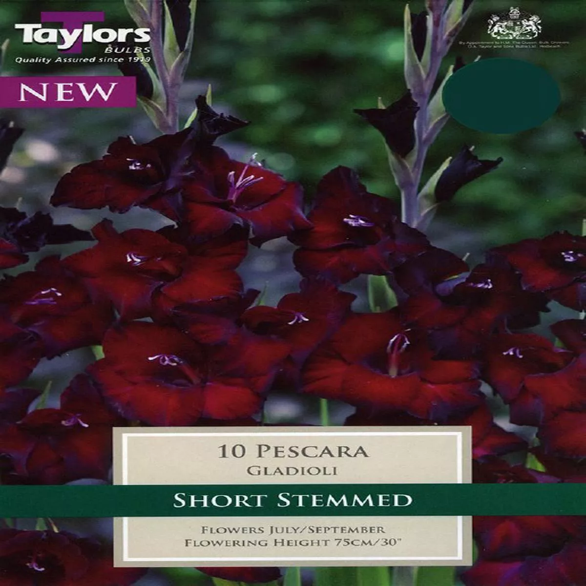 10 GLADIOLI PESCARA