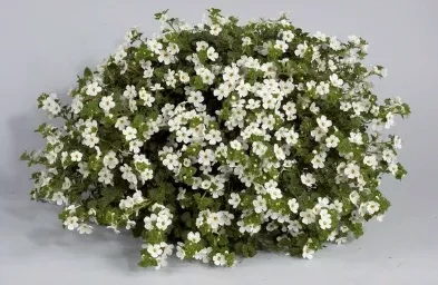 10" HB Bacopa Hanging Basket