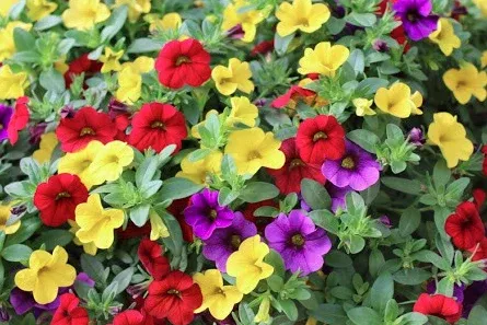 10" HB Calibrachoa Mixed Hanging Basket