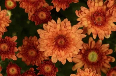 10" HB Mum Hanging Basket - Beverly Orange