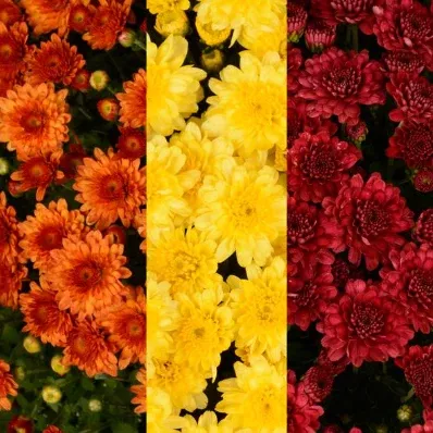 10" HB Mum Hanging Basket Combination # 05 - Beverly Orange / Chelsey Yellow / Danielle Red