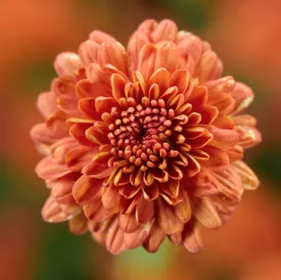 10" HB Mum Hanging Basket - Ursula Fancy Orange