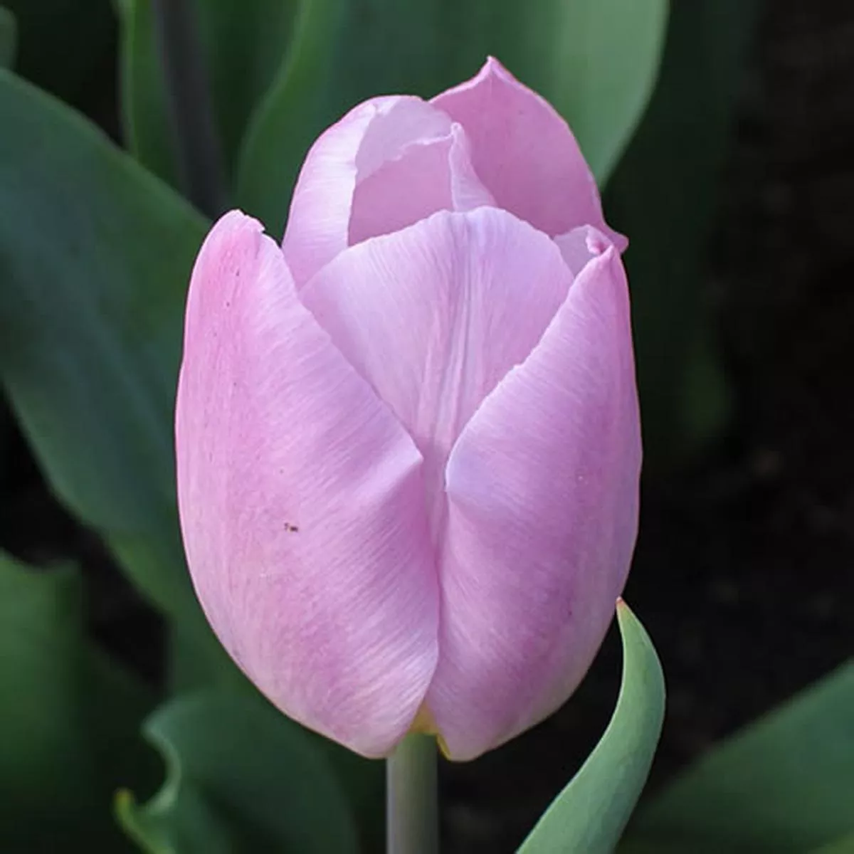 10 TULIP CANDY PRINCE LOOSE
