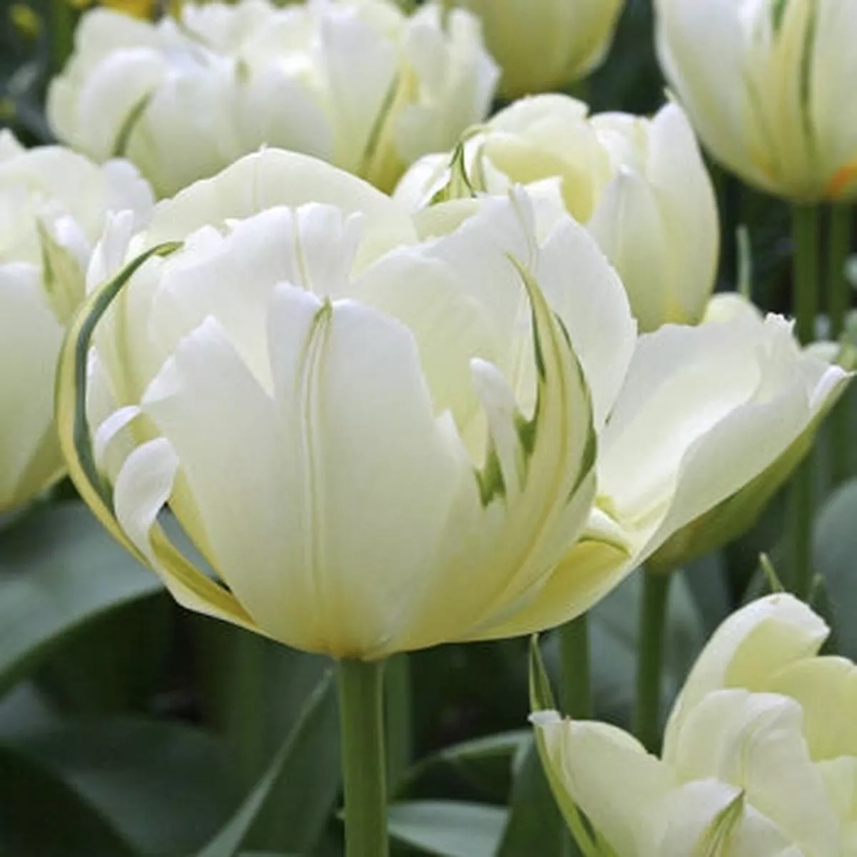 10 TULIP EXOTIC EMPEROR LOOSE