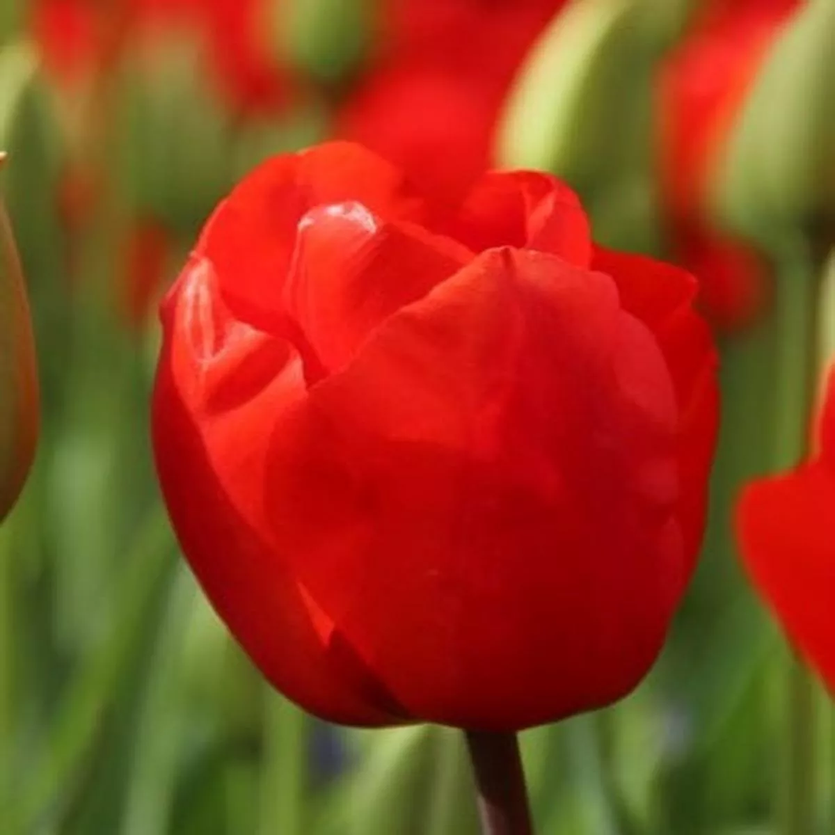 10 TULIP LALIBELA LOOSE