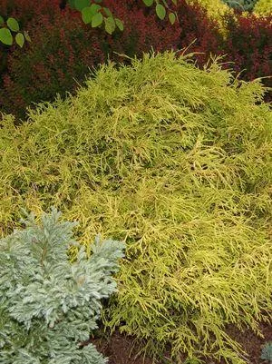 10G Chamaecyparis Pisifera 'Filifera Aurea' - Gold Thread Cypress - 1004625
