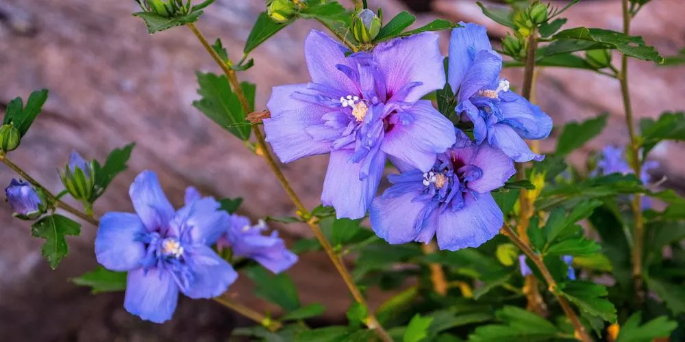 10G Hibiscus Syr Blue Chiffon ('Notwoodthree') Blue Chiffon Rose of Sharon: Patent PP20,574