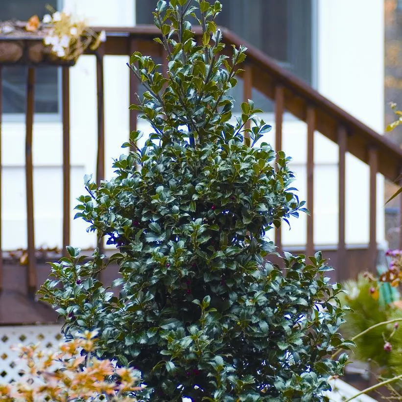 10G ILEX X MESERVEAE `CASTLE SPIRE` Castle Spire Holly 1005805