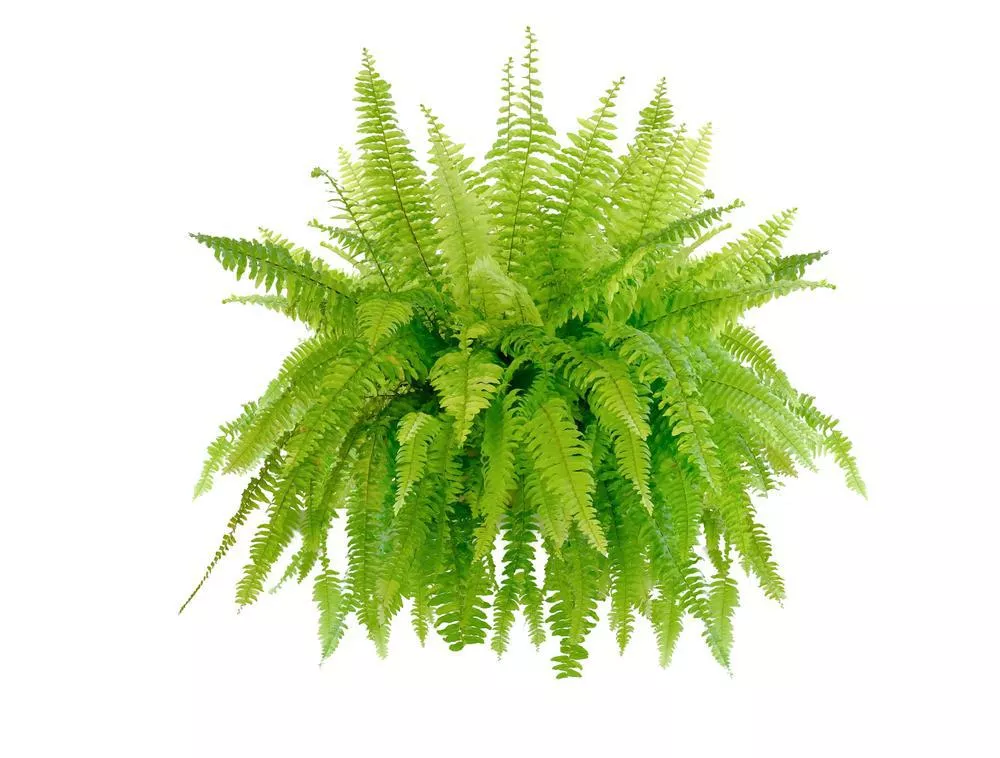 11" HB Boston Fern Hanging Basket