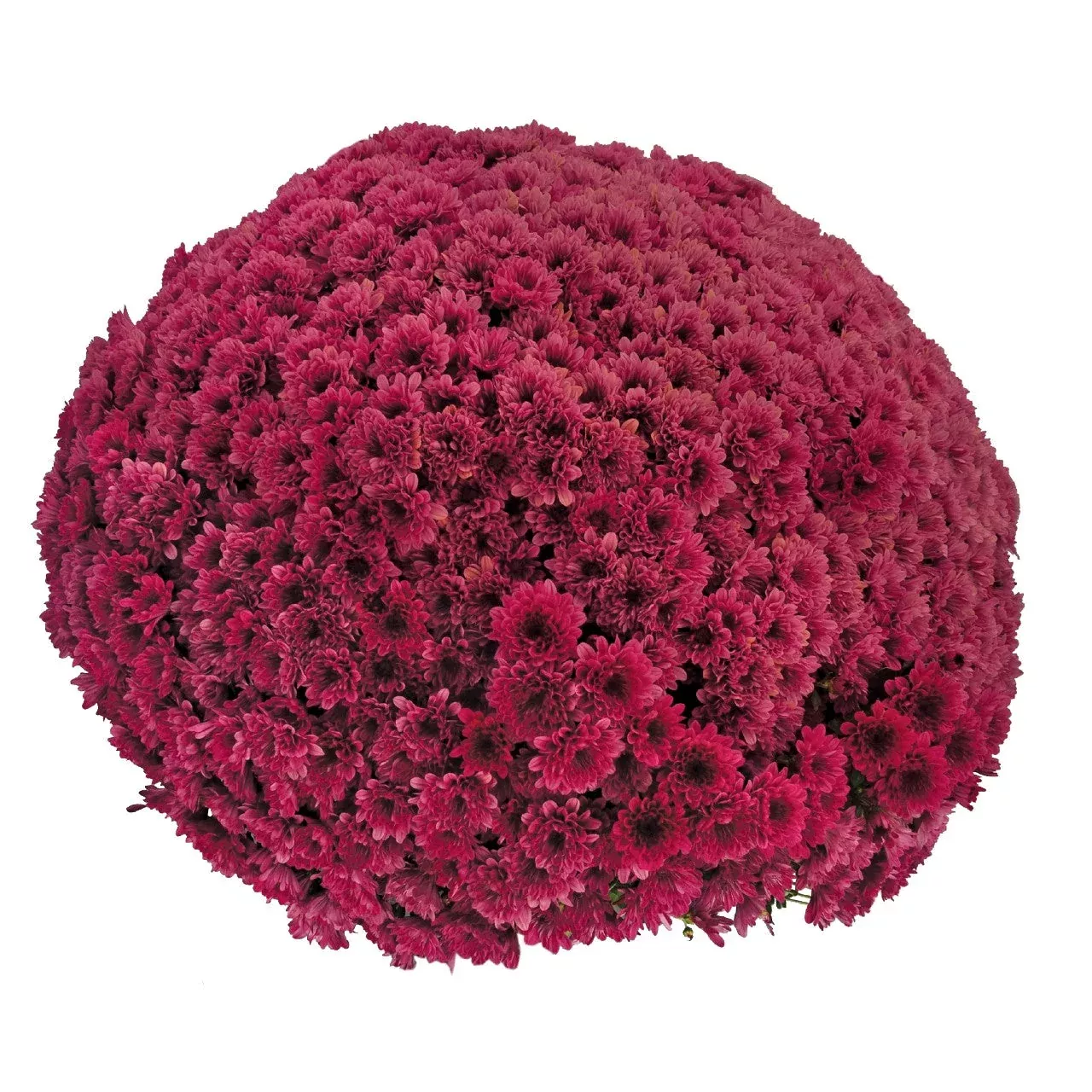 11" Pink & Purple Garden Mum Hanging Baskets - Fall Annuals
