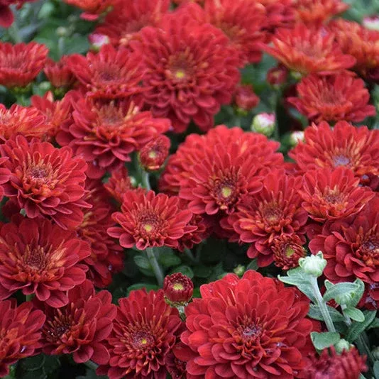 11" Red Garden Mum Hanging Baskets - Fall Annuals
