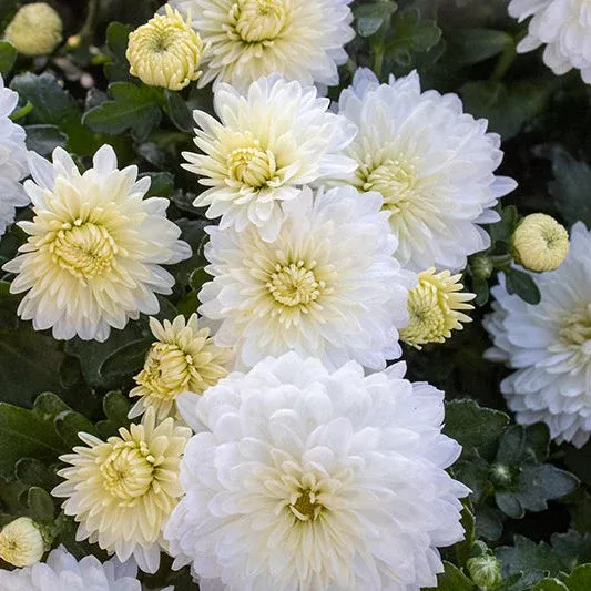 11" White Garden Mum Hanging Baskets - Fall Annuals