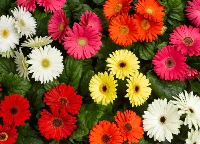 12" Bowl Gerbera Daisy - Bengal Mix