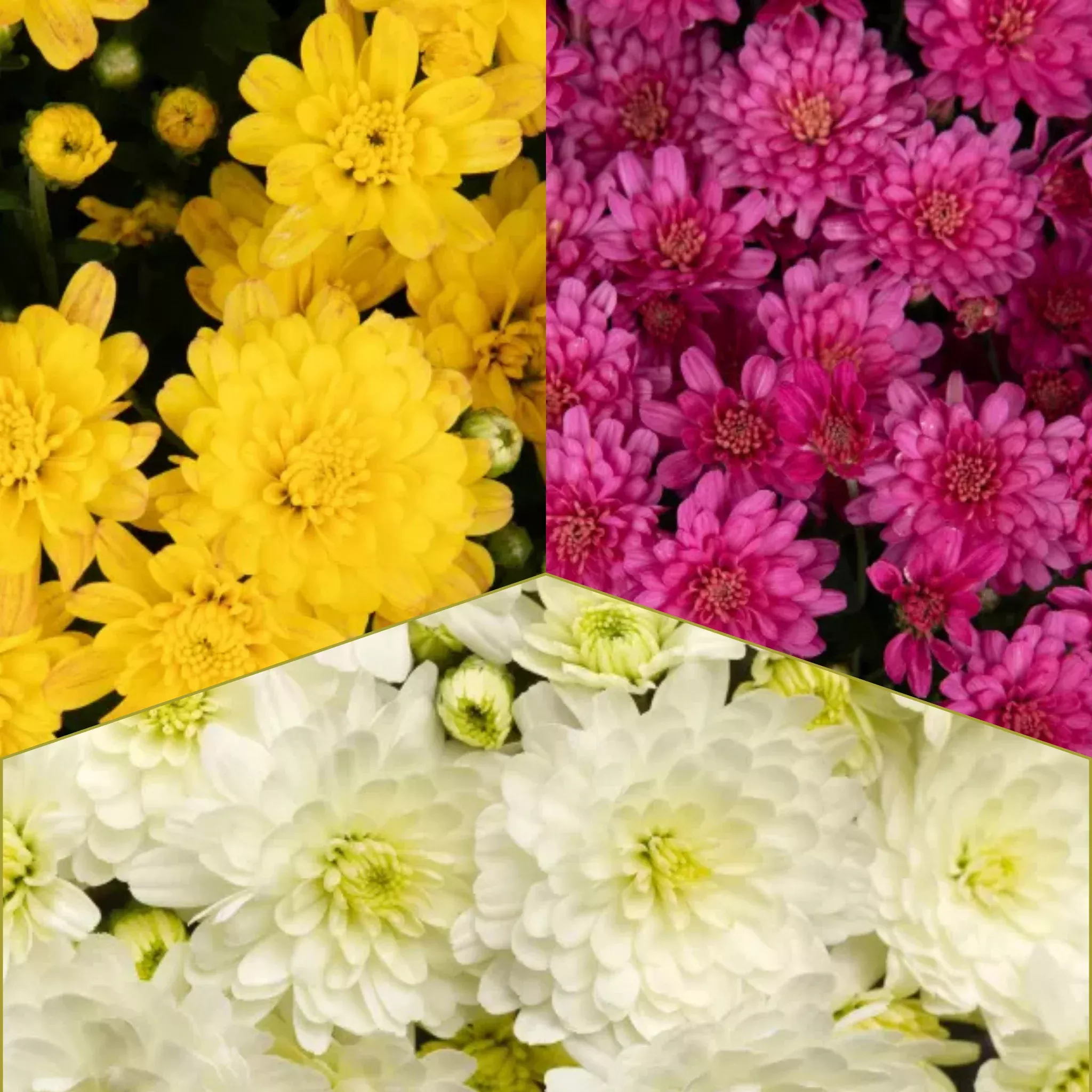 12" Garden Mum Bowl Planters - Fall Annuals