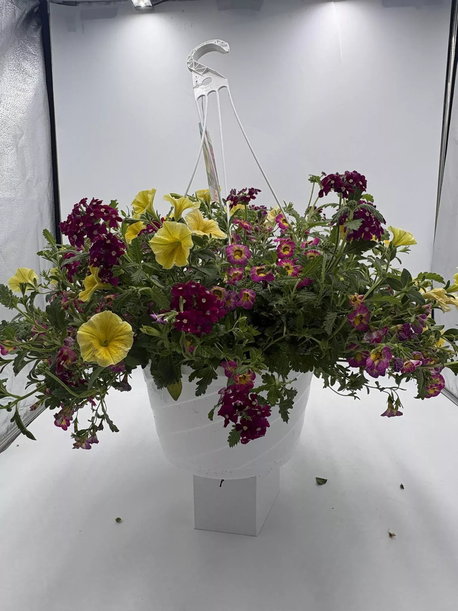 12" HB Combination Hanging Basket