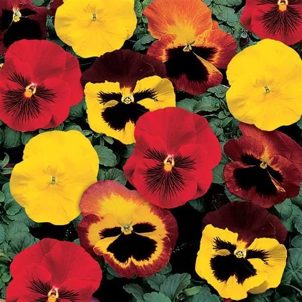 12" Pansy Bowl - Fall Annuals