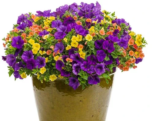 12" Patio Combination Pot Autumn Breeze