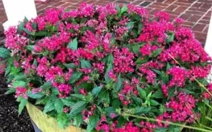 12" Pentas Planter