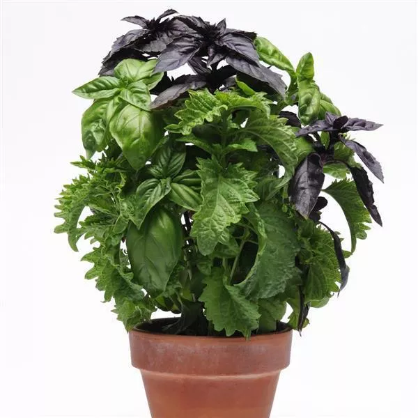 12" Try Basil Bowl