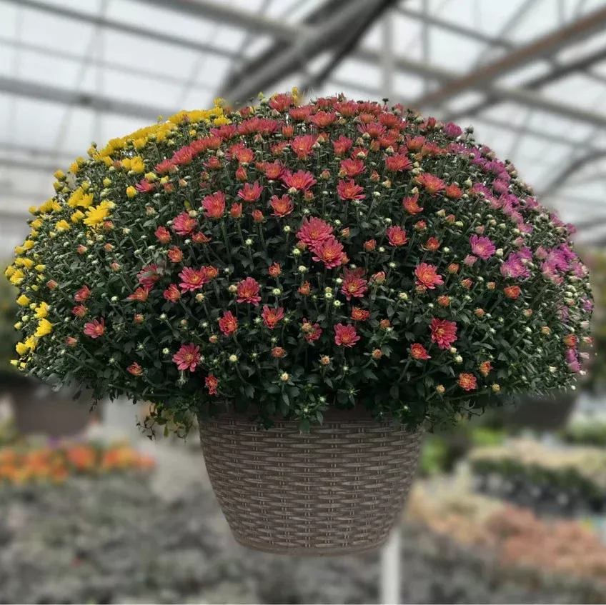 13" Tricolor Garden Mum Hanging Baskets - Fall Annuals