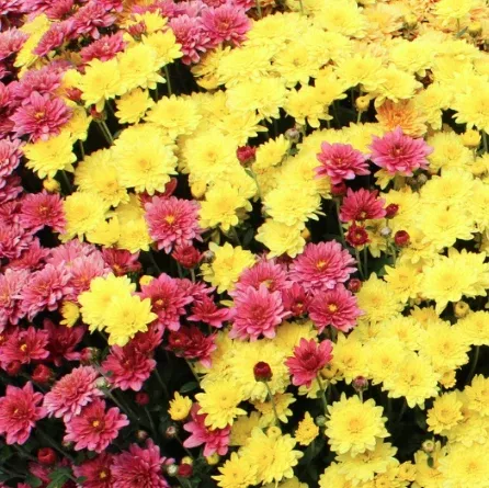 14" TP Mum Combination Patio Pot # 11 - Padre Cerise / Padre Yellow / Padre Orange