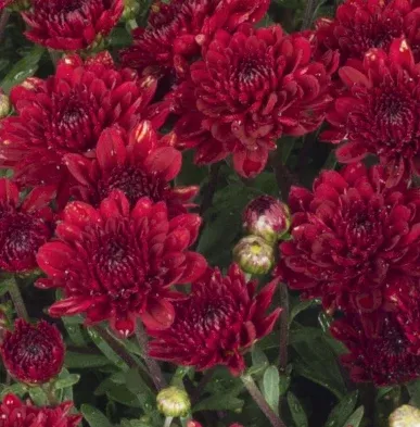 14" TP Mum Patio Pot - Mila Red