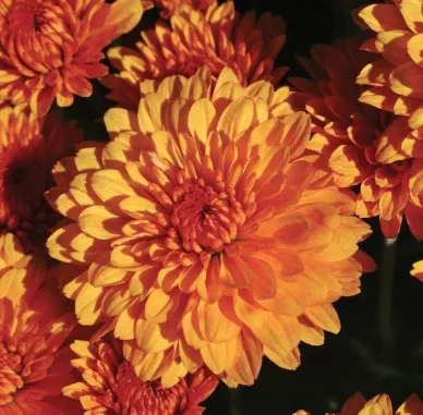 14" TP Mum Patio Pot - Miranda Orange