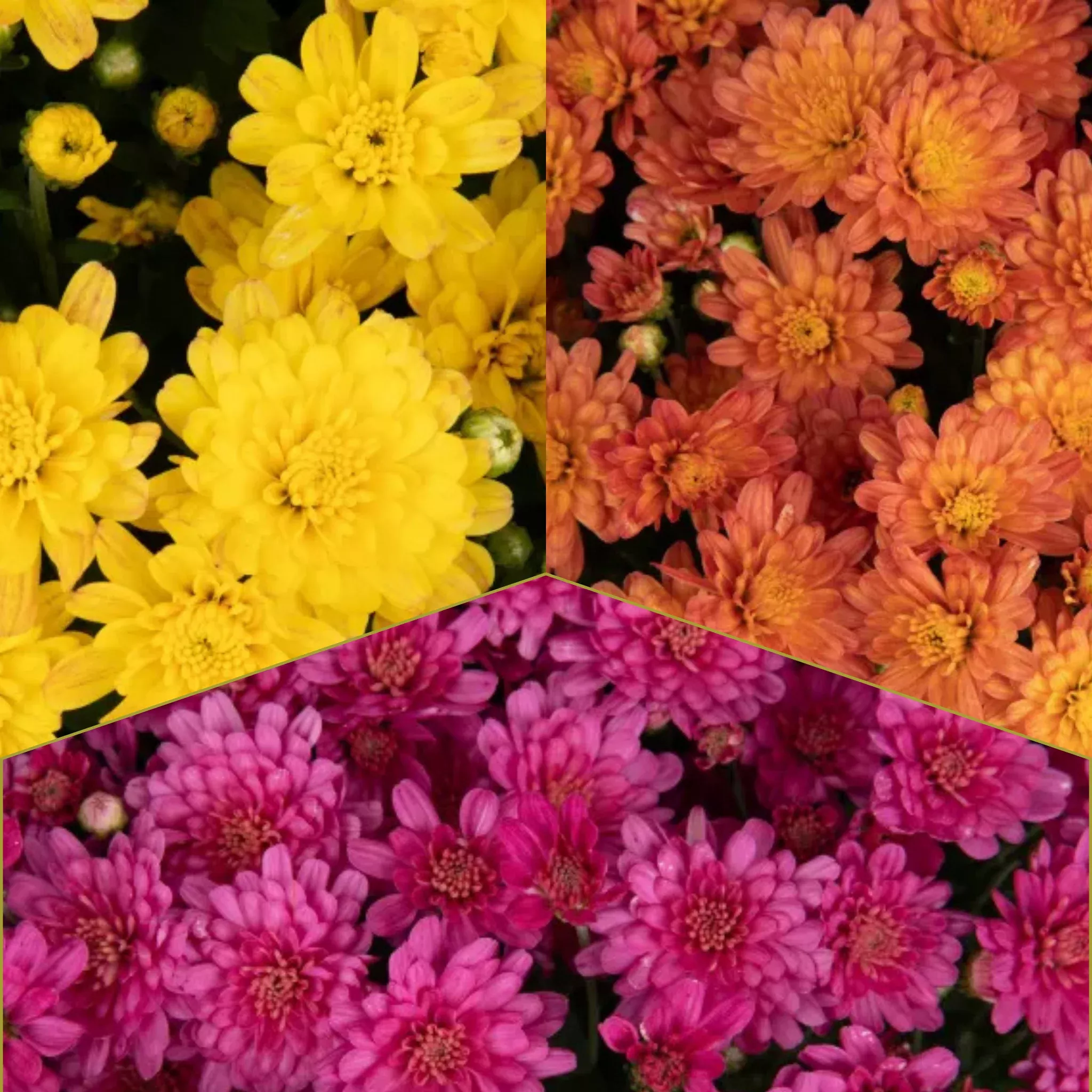 14" Tricolor Garden Mums in Decorative Pots - Fall Annuals