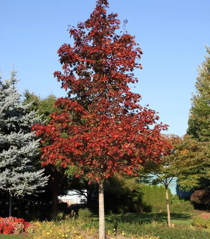 15G Acer Plat x Trunc Crimson Sunset Maple Cross Crimson Sunset Maple: Patent PP21,838 1005085