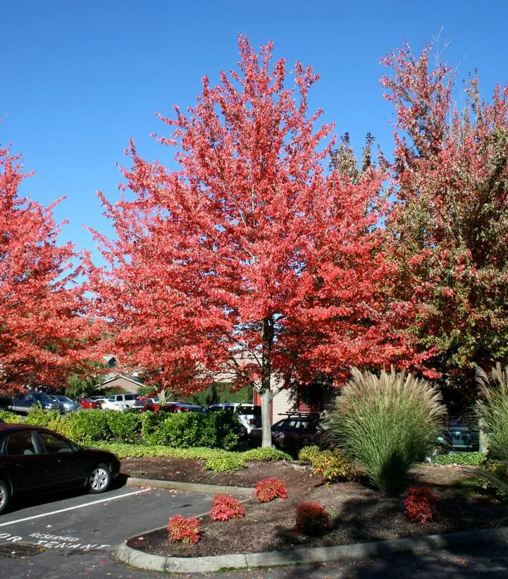 15G Acer Rubrum Red Sunset Red Maple ('Franks Red') Red Sunset Red Maple